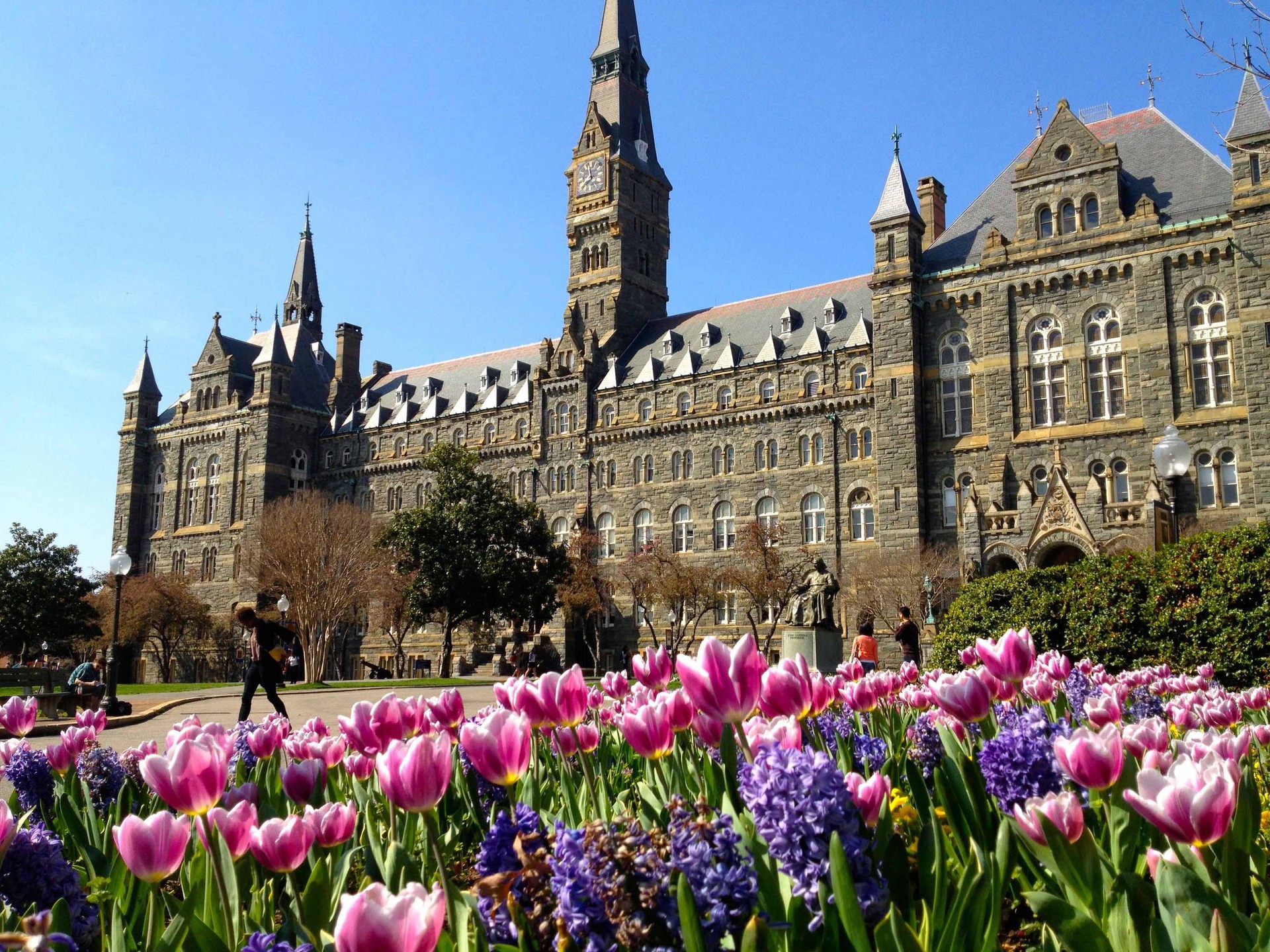The clocktower rises above Healy Hall with pink flowers in the foreground