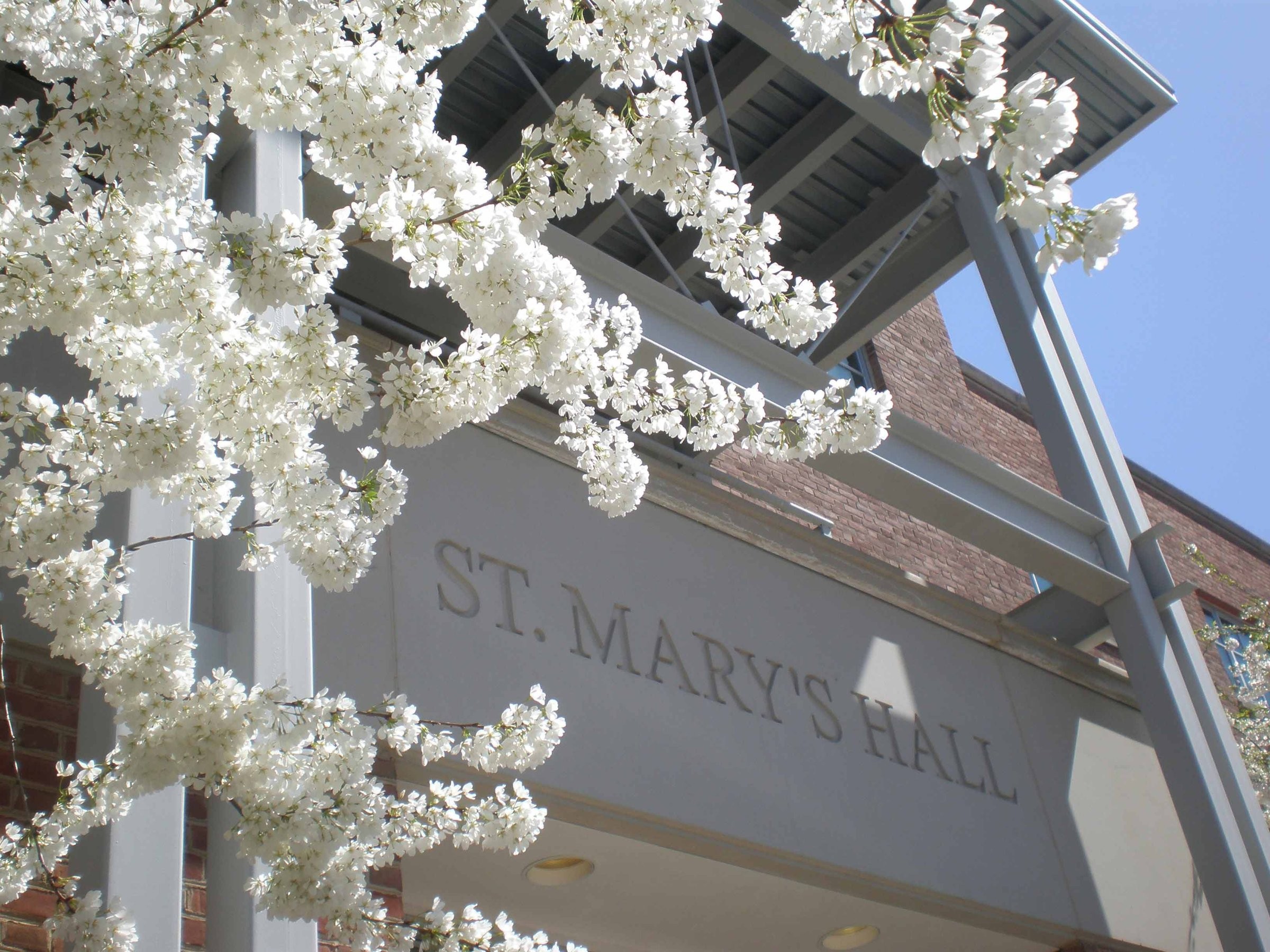 Cherry blossoms in bloom at the entrance to St. Mary's Hall at Georgetown University
